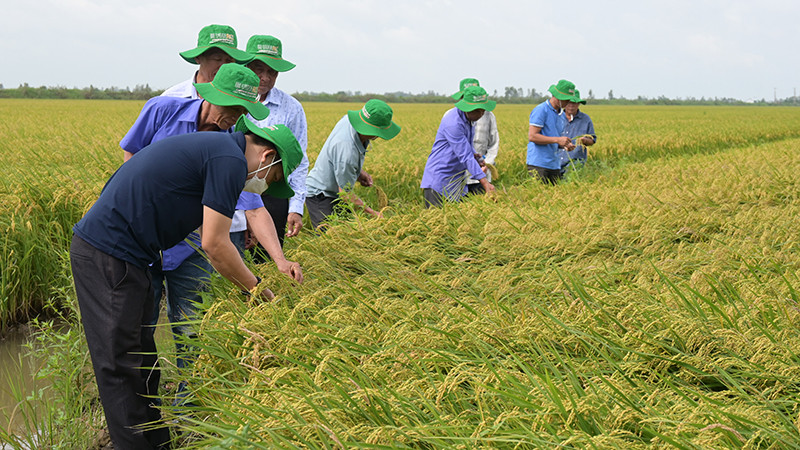 Nông dân tham quan đánh giá giống lúa ĐS1 của Vinarice trên cánh đồng liên kết bao tiêu sản phẩm 50 ha tại huyện Tam Nông, tỉnh Đồng Tháp.