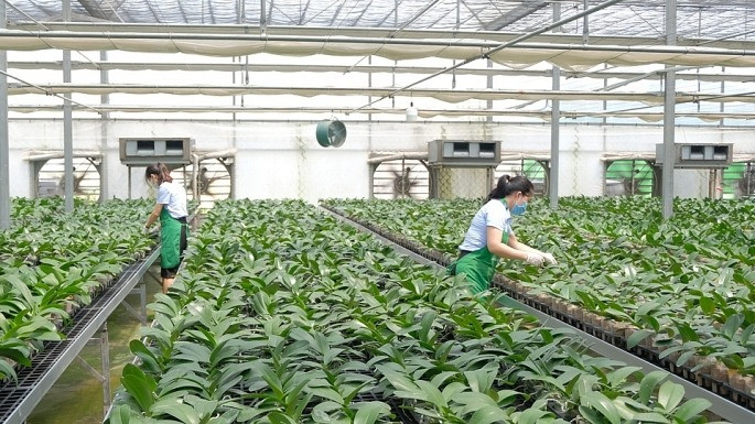 Mô hình trồng hoa lan hồ điệp công nghệ cao tại trang trại Mê Linh F-Farm. (Ảnh: LÂM NGUYỄN) 