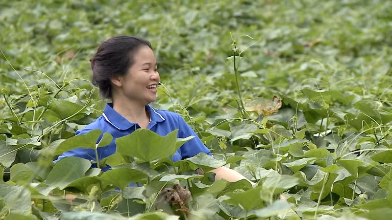 Với khát vọng vươn lên, bản tính học hỏi, lòng kiên trì là chìa khóa giúp các thanh niên dân tộc thiểu số khởi nghiệp thành công.