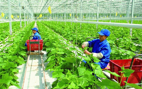Luật Đất đai 2024 tạo điều kiện thuận lợi để người nông dân chủ động chuyển đổi vị trí canh tác, chủ động trong công tác dồn điền đổi thửa.