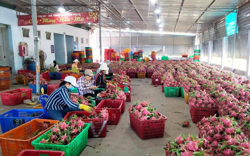 Ảnh minh họa: Thanh long Bình Thuận được bảo hộ chỉ dẫn địa lý tại Nhật Bản. (Ảnh: Tuấn Anh)