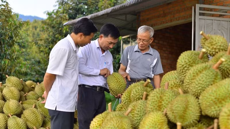 Sầu riêng của Lâm Đồng bảo đảm các tiêu chuẩn phục vụ thị trường xuất khẩu.