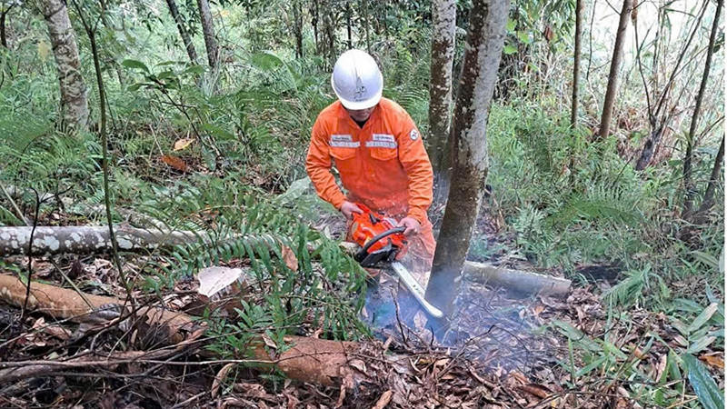Phát dọn hành lang lưới tuyến điện cao thế.