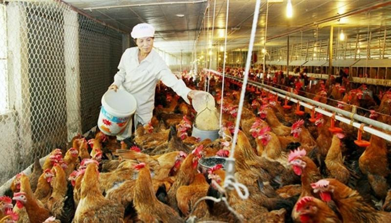 Để hạn chế rủi ro cần tìm hướng đi mới thích hợp cho người chăn nuôi trong thời gian tới. (Ảnh: Thanh Trà)