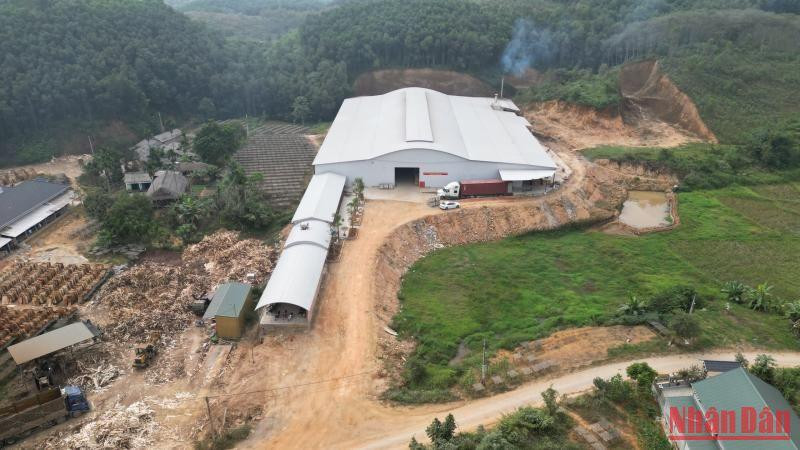 Nhiều cơ sở chế biến, sản xuất, kinh doanh gỗ xây dựng không phép trên đất rừng sản xuất và đất lúa ở khu 6 xã Ấm Hạ.