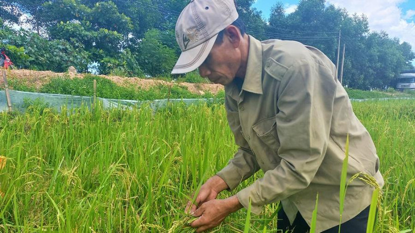 Lúa hè thu ở xã Liên Thủy, huyện Lệ Thủy bị chuột cắn phá tan hoang.