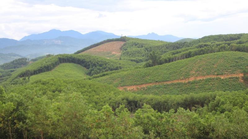 Bạt ngàn rừng keo ở vùng tả ngạn sông Lam. (Ảnh: BÁ HẬU)