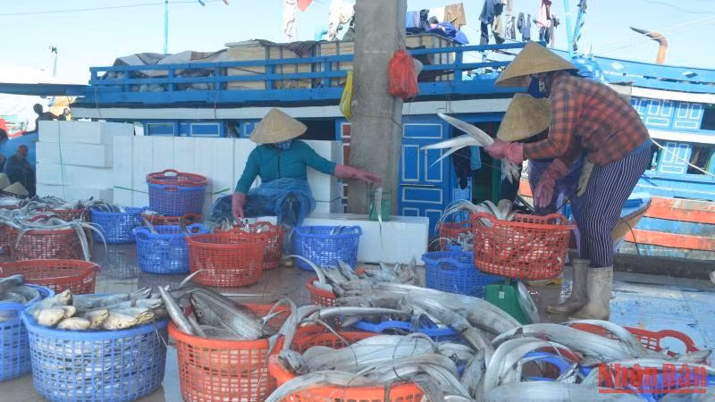 Thu mua cá tại cảng cá Tịnh Kỳ, thành phố Quảng Ngãi.