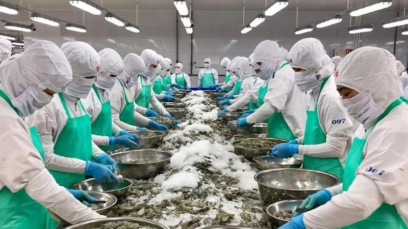 Chế biến tôm xuất khẩu.