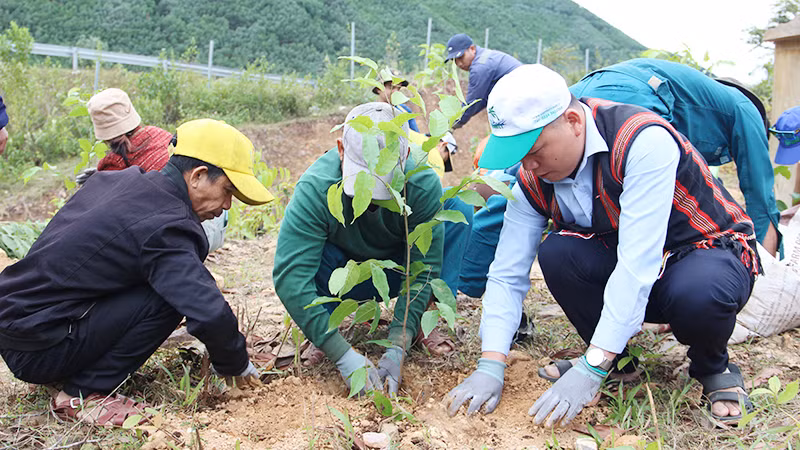 Trồng cây Sao đen tại rừng cộng đồng.