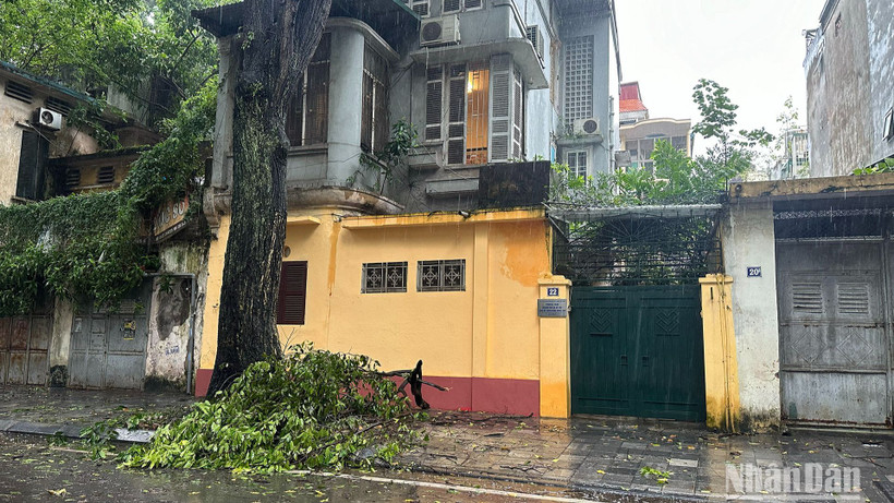 Mưa bão khiến một số cành cây gãy đổ trên nhiều tuyến phố tại thành phố Hà Nội. (Ảnh: THỦY NGUYÊN)