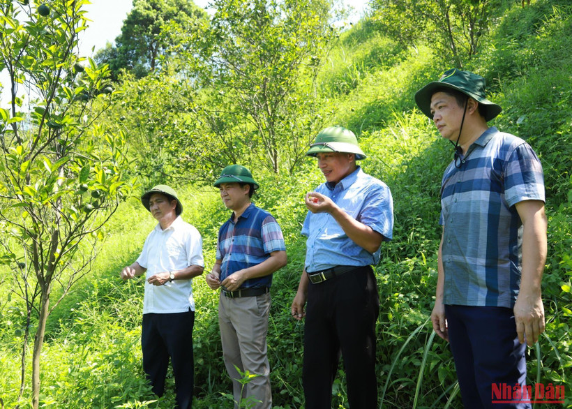 Ngành chức năng kiểm tra, đánh giá nguyên nhân cam bị vàng lá tại xã Vĩnh Hảo, huyện Bắc Quang, tỉnh Hà Giang.