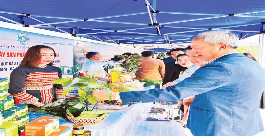 Nâng tầm giá trị sâm Ngọc Linh
