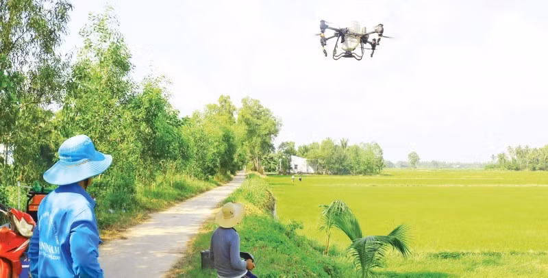 Nông dân tỉnh Trà Vinh sử dụng thiết bị không người lái bón phân cho ruộng lúa.