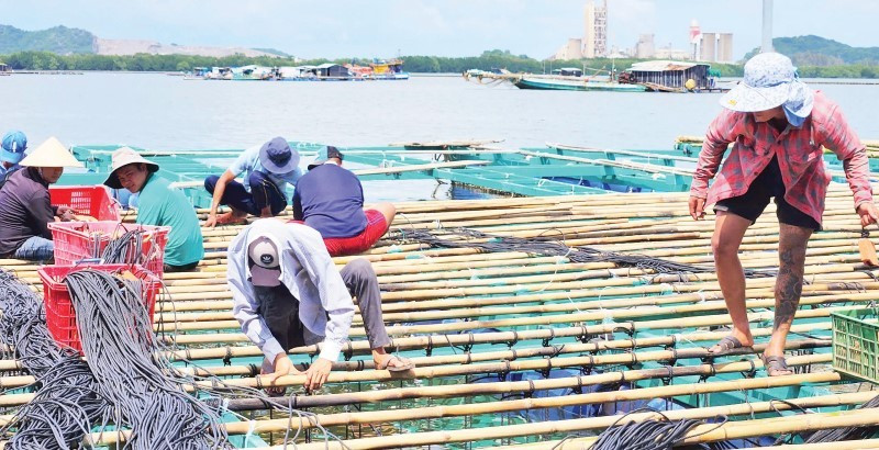 Nông dân huyện Kiên Lương làm bè, dây nuôi vẹm xanh gần bờ.