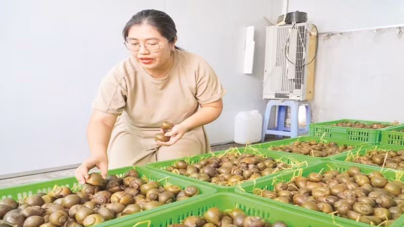Khu vực "ru ngủ" ốc của gia đình chị Đặng Thế Quỳnh Anh.