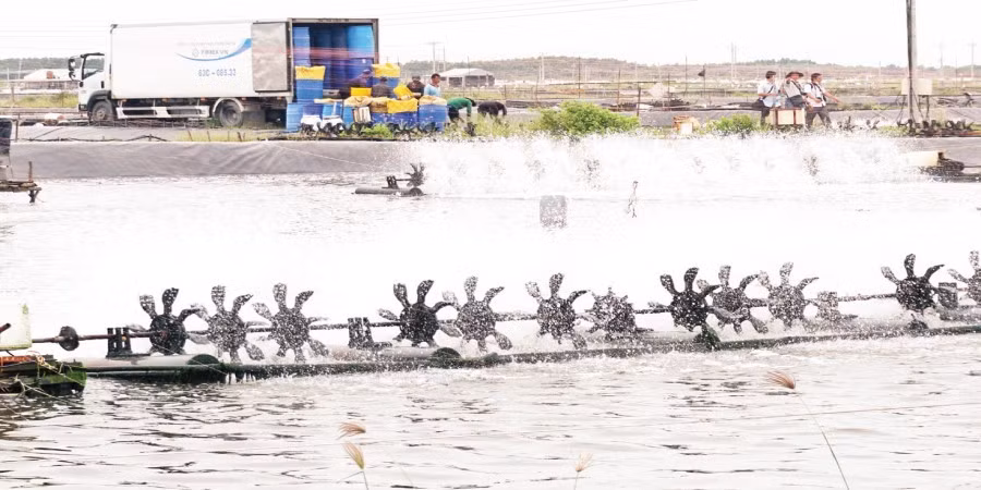 Mô hình nuôi tôm công nghệ cao tại Sóc Trăng.