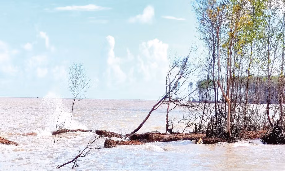 Sóng biển tàn phá đai rừng phòng hộ, gây sạt lở nghiêm trọng tại cửa biển Bồ Đề, xã Tam Giang.