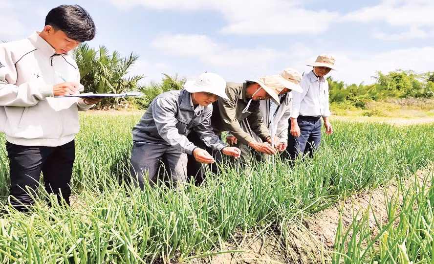 Hệ thống tưới nhỏ giọt do Viện Nghiên cứu phát triển Đồng bằng sông Cửu Long chuyển giao tại phường Vĩnh Châu.
