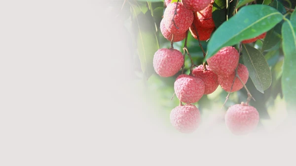 Vải thiều Hồng Xuân: Quả ngọt vườn đồi thành “ngôi sao” OCOP 5 sao quốc gia