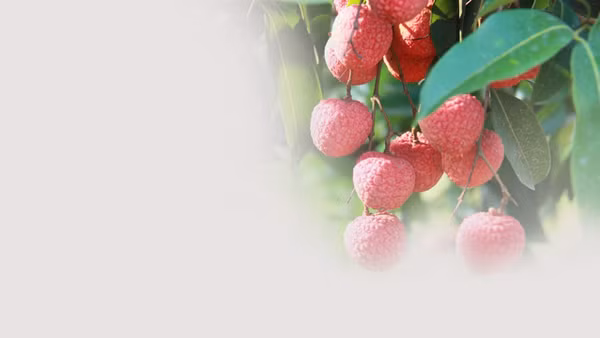 Vải thiều Hồng Xuân: Quả ngọt vườn đồi thành “ngôi sao” OCOP 5 sao quốc gia