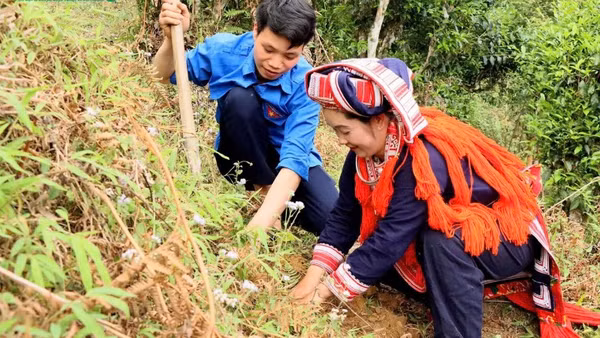 Bà con thôn Chiến Thắng, xã Hồ Thầu hưởng ứng Lễ phát động trồng dặm cây trà Shan tuyết cổ thụ. (Ảnh: Huy Hạnh)