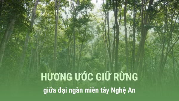 Hương ước giữ rừng giữa đại ngàn miền tây Nghệ An