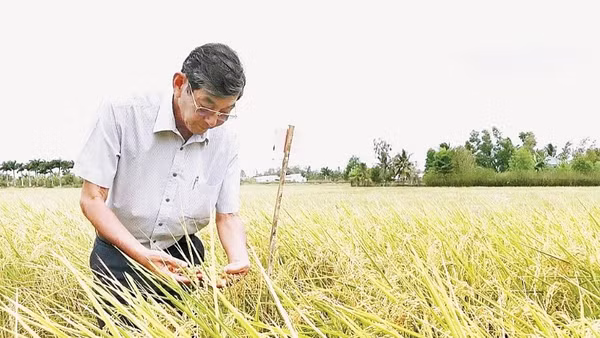 Anh hùng Lao động, kỹ sư Hồ Quang Cua - “cha đẻ” Gạo Ông Cua ST25 hai lần đoạt giải Gạo ngon nhất thế giới. (Ảnh: CAO XUÂN LƯƠNG)