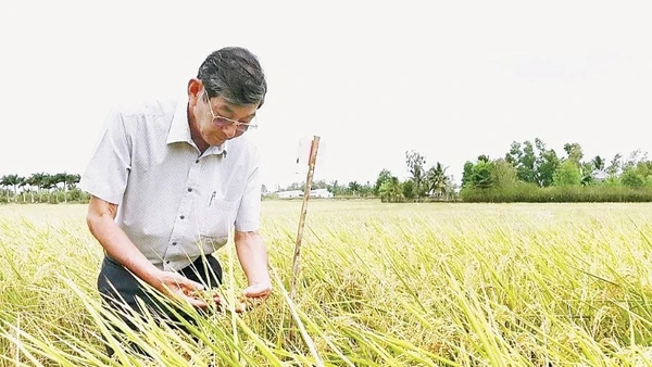 Anh hùng Lao động, kỹ sư Hồ Quang Cua - “cha đẻ” Gạo Ông Cua ST25 hai lần đoạt giải Gạo ngon nhất thế giới. (Ảnh: CAO XUÂN LƯƠNG)