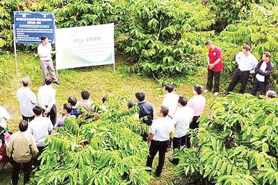 Trong giai đoạn 2021-2025, toàn tỉnh Lâm Đồng đã triển khai hơn 400 mô hình khuyến nông trong trồng trọt, chăn nuôi, thủy sản, thu hút hơn 3.500 hộ tham gia.