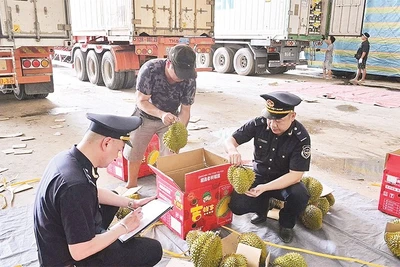 Cán bộ Hải quan cửa khẩu Tân Thanh kiểm tra mặt hàng sầu riêng tươi xuất khẩu.