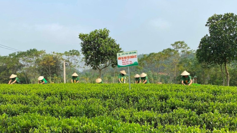 Vùng trồng nguyên liệu trà theo tiêu chuẩn UTZ của hợp tác xã trà Sơn Dung. vung-trong-nguyen-lieu-tra-theo-tieu-chuan-utz-cua-hop-tac-xa-tra-son-dung-7194.jpg