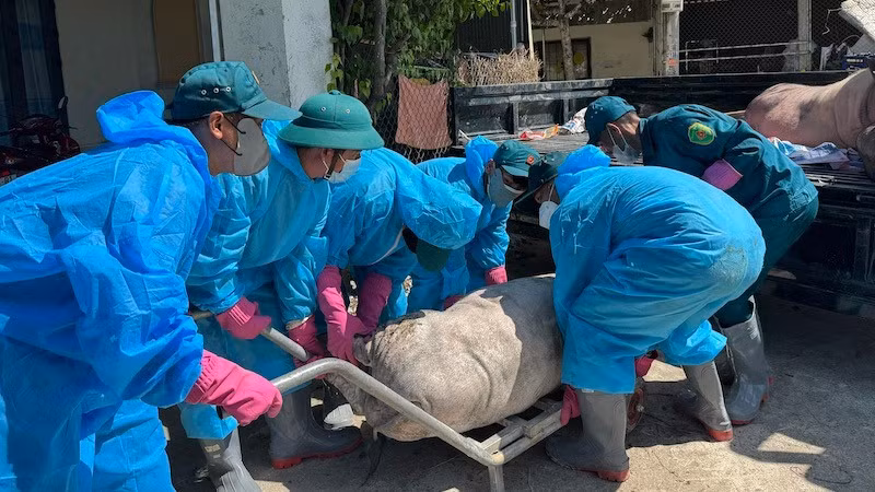 Tỉnh Quảng Ngãi tập trung ngăn chặn dịch tả lợn châu Phi.