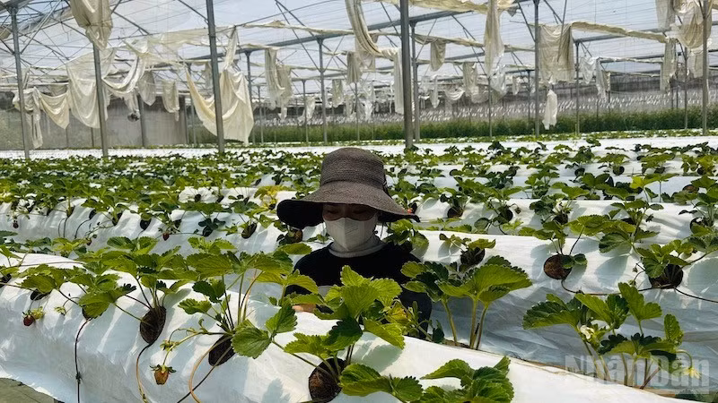 Dâu tây cùng nhiều sản phẩm nông nghiệp công nghệ cao xã Măng Đen dần khẳng định thương hiệu trên thị trường.