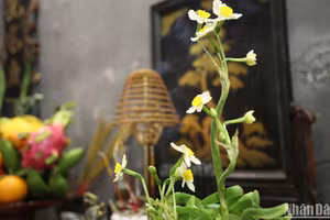 Hoa thủy tiên chưng ban thờ ngày Tết. (Ảnh: KHIẾU MINH)