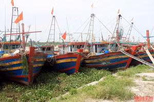Từ trưa 10/8, nhiều tàu cá của ngư dân đã cập cảng cá Tân Sơn (Thái Thụy tỉnh Thái Bình) tránh trú bão số 2. (Ảnh: MAI TÚ)