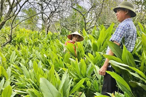 Vùng trồng nguyên liệu cây nghệ nếp của Hợp tác xã Nông nghiệp Tân Thành, thành phố Bắc Kạn. (Ảnh: THU TRANG).