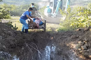 Cán bộ thú ý xã Nhơn Sơn, huyện Ninh Sơn, tỉnh Ninh Thuận tiêu hủy lợn bị dịch tả lợn châu Phi. (Ảnh: NGUYỄN TRUNG)