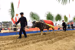 Nghi thức xuống đồng cày ruộng tại Lễ hội.