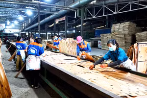 Sản xuất ván ép và gỗ thanh từ gỗ rừng trồng ở Nhà máy sản xuất gỗ MDF Bảo Yên, tỉnh Lào Cai. (Ảnh QUỐC HỒNG)