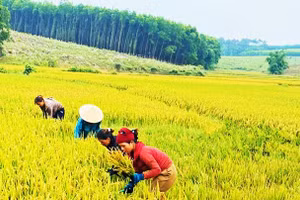 Đồng bào Vân Kiều, Pa Cô ở miền núi Quảng Trị vui đón mùa vàng.
