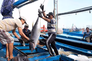Tàu đánh bắt cá ngừ đại dương cập cảng Hòn Rớ (TP Nha Trang- Khánh Hòa). Ảnh: Nguyễn Dũng