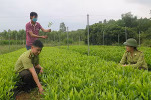 Cán bộ Chi cục Kiểm lâm tỉnh Lạng Sơn kiểm tra chất lượng giống cây trồng lâm nghiệp tại huyện Hữu Lũng.