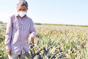 Vùng trồng dứa áp dụng kỹ thuật công nghệ cao ở Tây Ninh. 