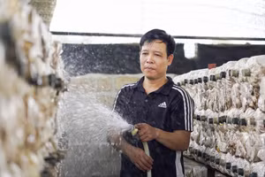 Mô hình trồng nấm sạch mang lại hiệu quả kinh tế cao ở Tân Kỳ