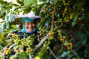 Aratay Coffee: Gắn sao cho sản phẩm OCOP bằng “sự tử tế”