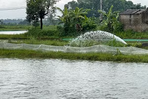 Nhiều khu vực nuôi trồng thủy sản bị ngập ở huyện Tứ Kỳ phải tổ chức tiêu úng.