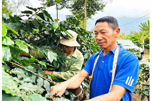 Cây cà-phê gắn đời với anh Lầu Chồng Lử và lớp thanh niên đầu tiên về Ẳng Nưa.