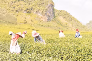 Vùng trồng chè được cấp nhãn hiệu chứng nhận “Chè Phổng Lái Thuận Châu”.