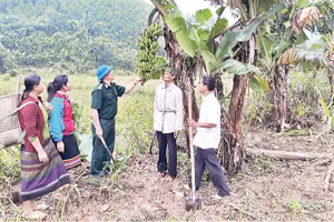 Mô hình trồng chuối xuất khẩu của đồng bào biên giới tỉnh Lai Châu.